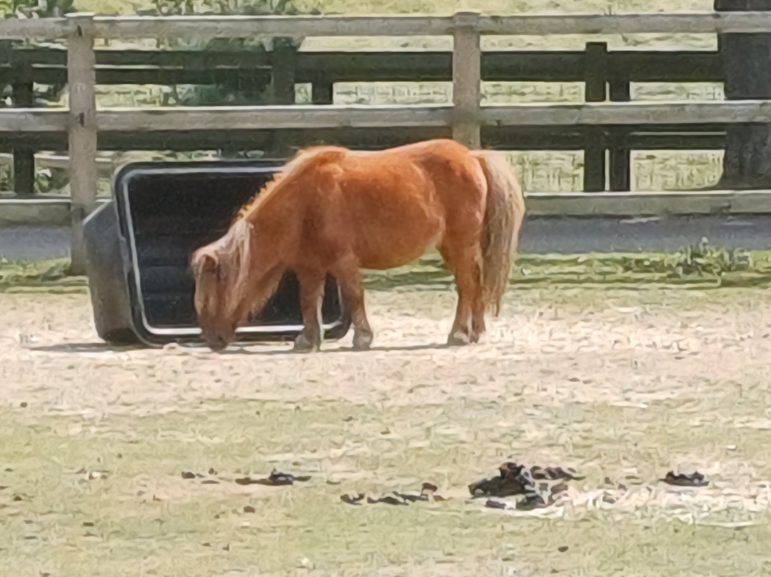 The Horse Trust景点图片