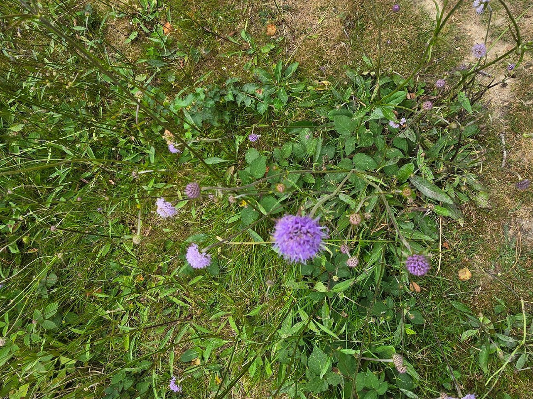 Footland Wood景点图片