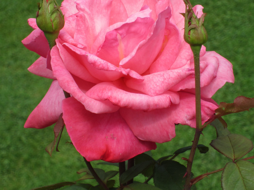 Fuller Gardens-North Hampton必去景点