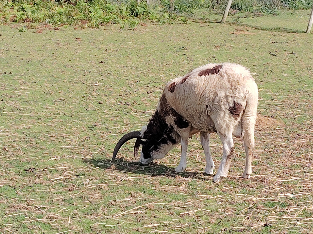 La Pommeraie-Peumerit必去景点