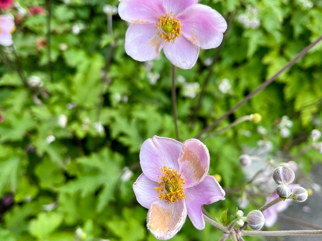 Jardin Jeanne-d'Arc-魁北克市必去景点