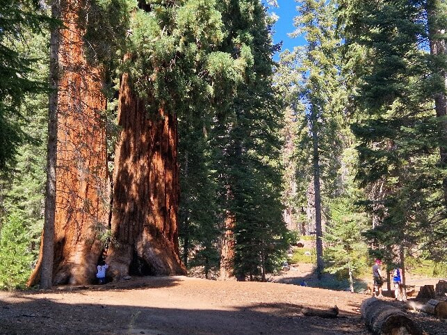 Trail of 100 Giants-波特维尔必去景点