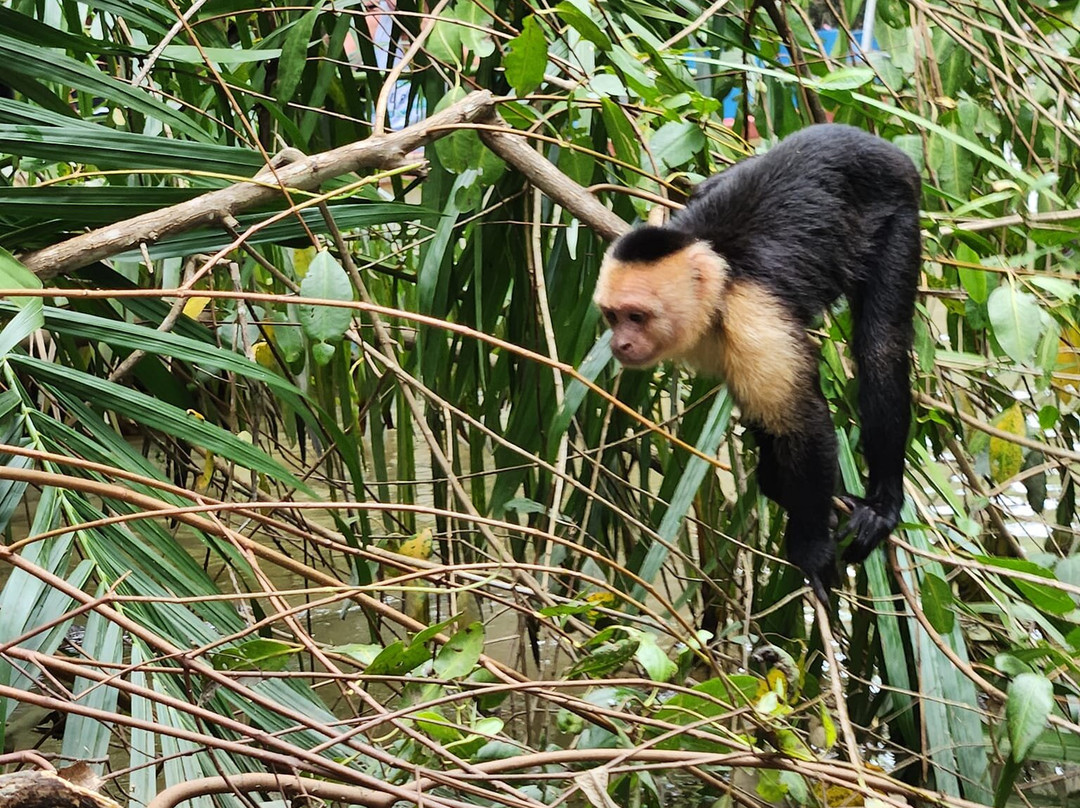 Monkey Mangrove Tour景点图片