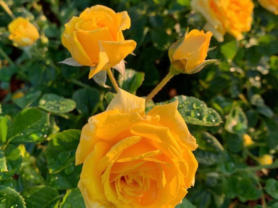 Fayetteville Rose Garden景点图片