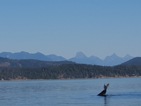 Campbell River Whale and Bear Excursions-坎贝尔里弗必去景点