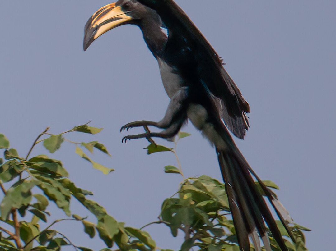 Adventure Birding Tours景点图片