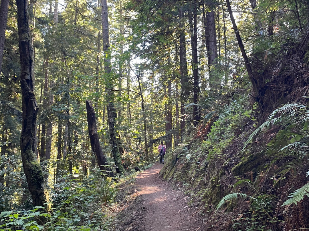 Purisima Creek Redwoods-Woodside必去景点