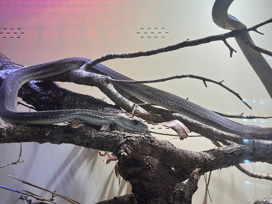 Reptile Preservation Institute-Keystone Heights必去景点