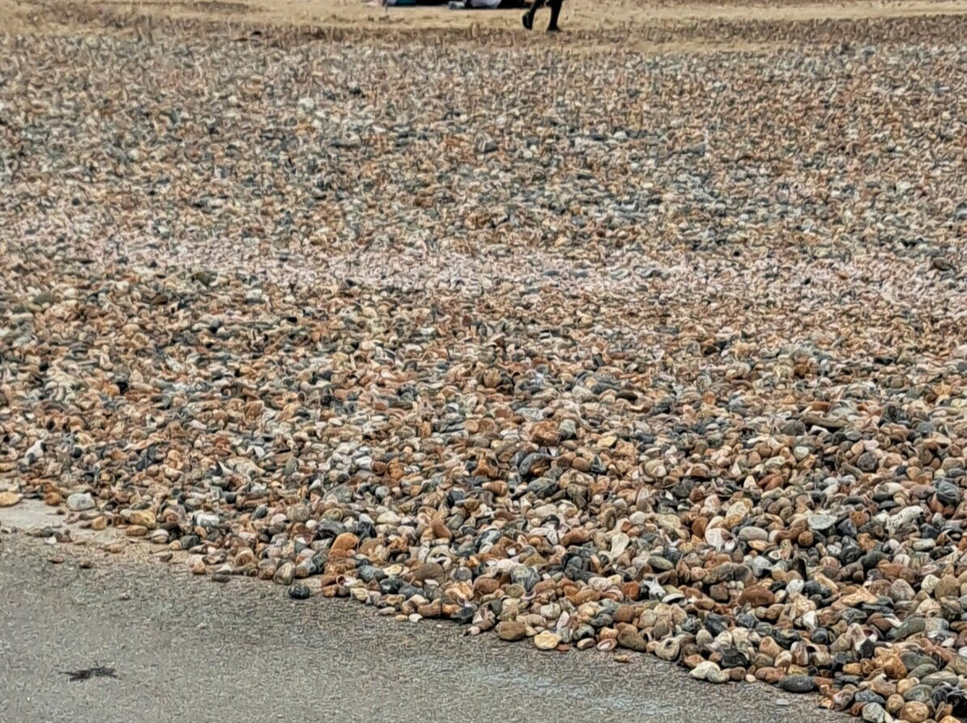The Beach Littlehampton景点图片