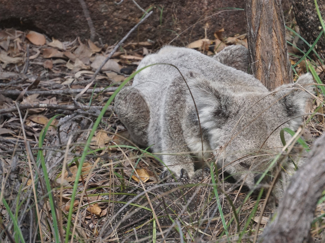 Magnetic Island Bed & Breakfast主图
