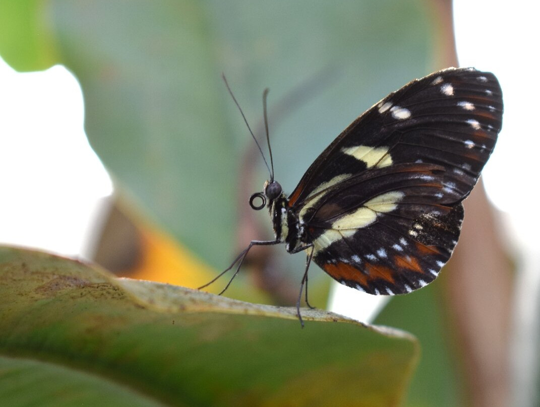 Eifalia Schmetterlingsgarten-Ahrhutte必去景点