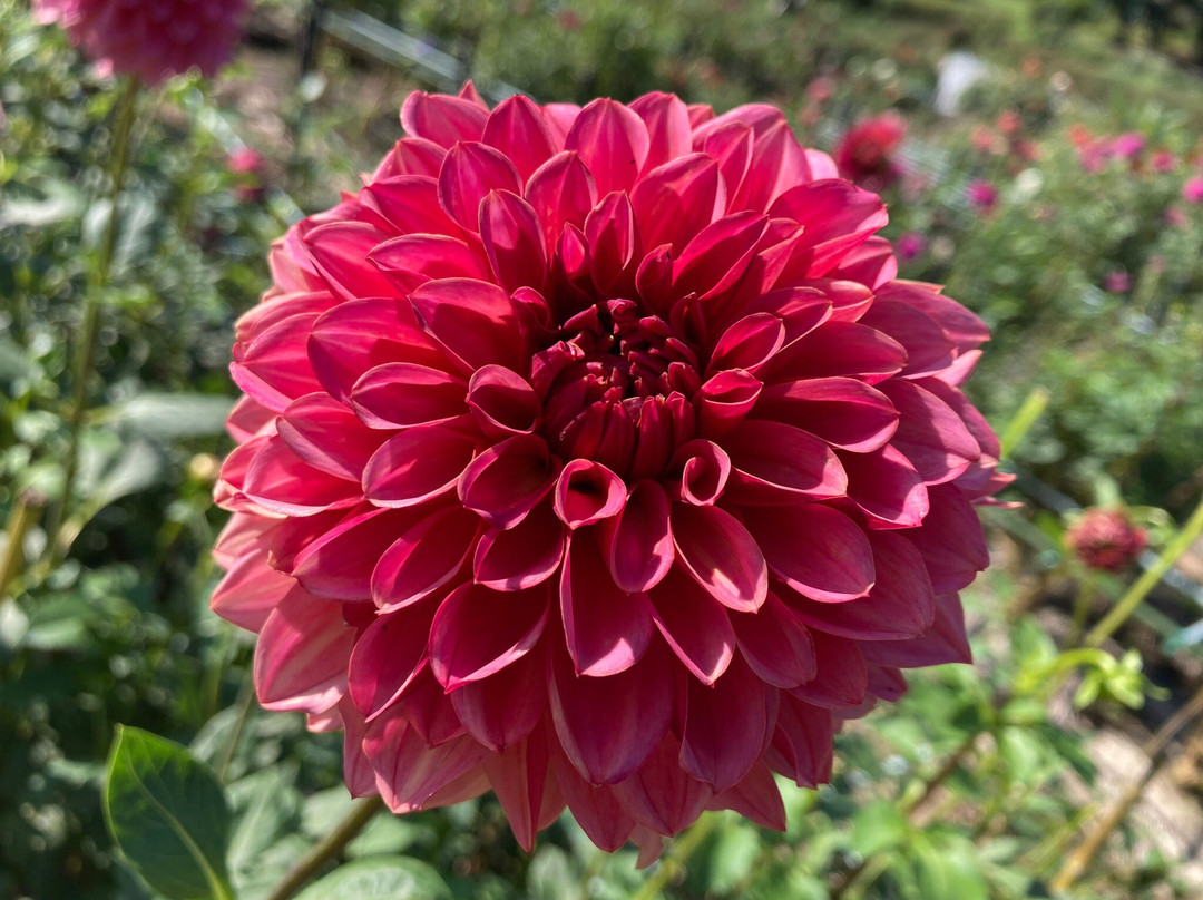 Machida Dahlia Gardens-町田市必去景点