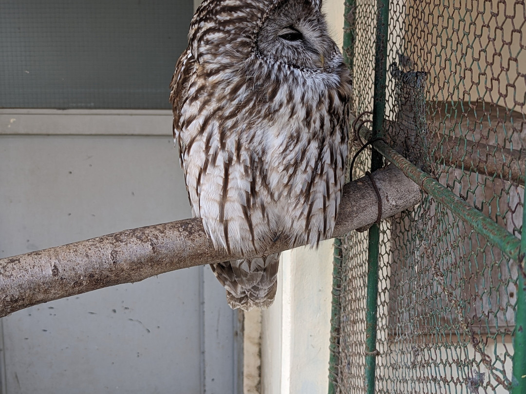 Komoro City Zoo-小诸市必去景点