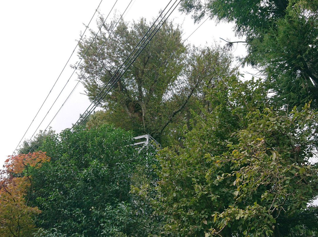 Suneori Zelkova Tree-鹤岛市必去景点