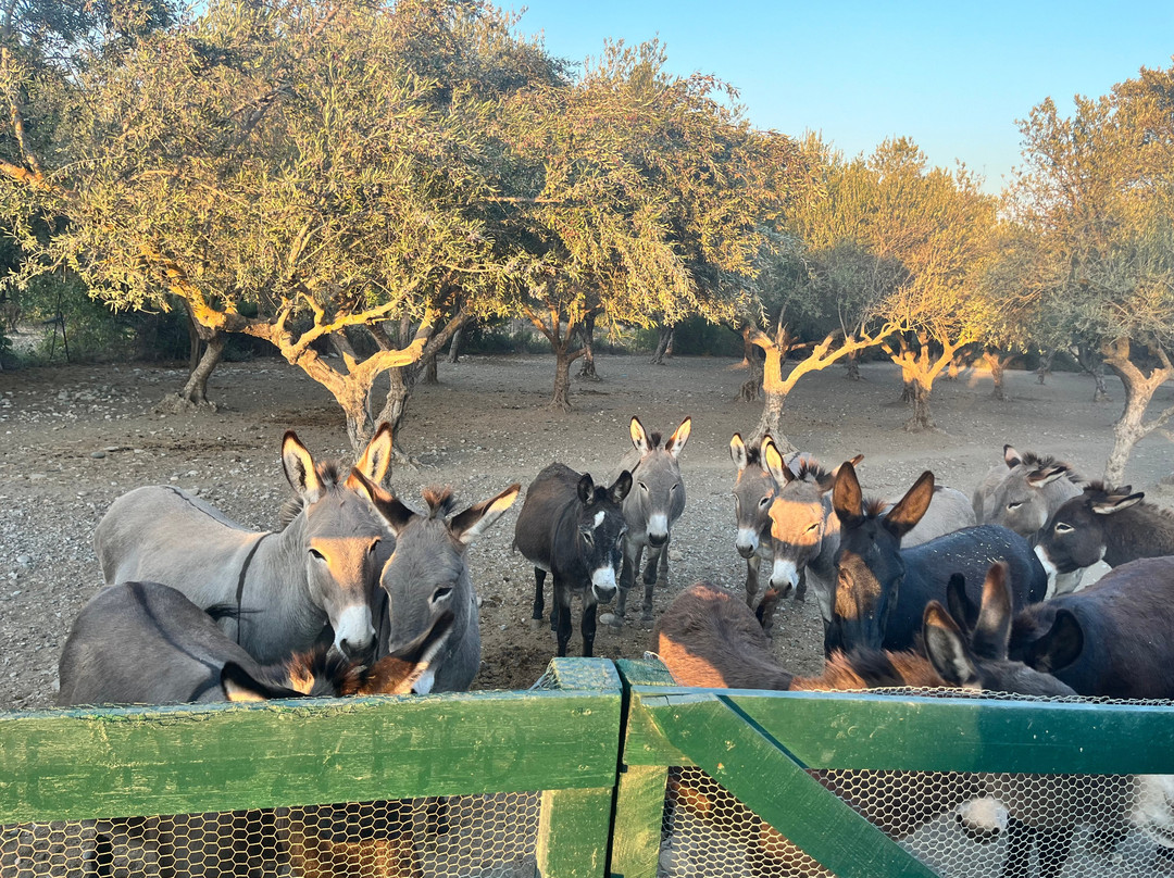 Donkey Cruise-Asklipiio必去景点