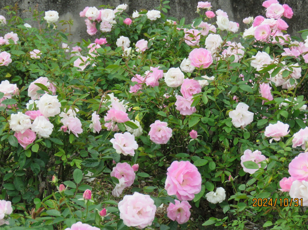 Aramaki Rose Garden-伊丹市必去景点