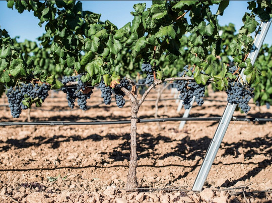 Crama Velo-Odobesti必去景点