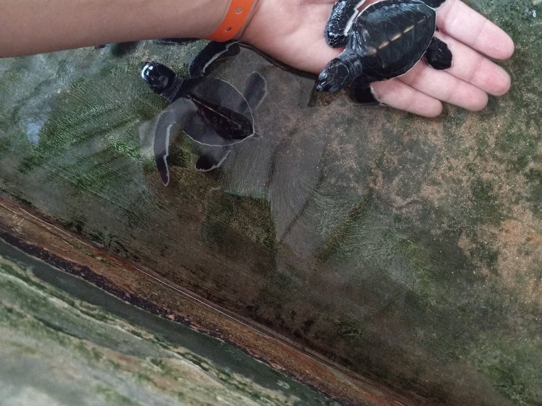 海龟保护协会景点图片