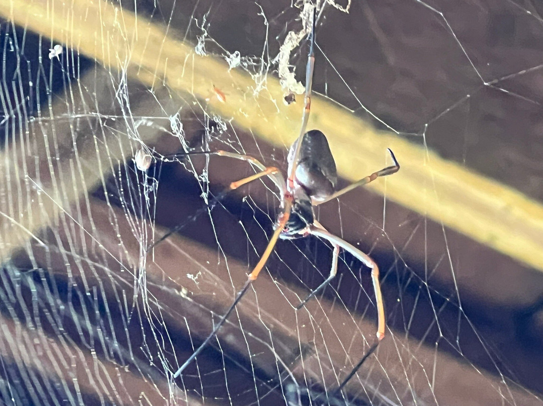 La Montagne des Singes-Kourou必去景点