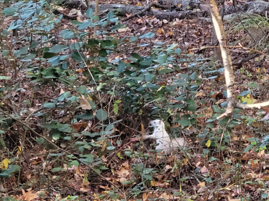 Flat Rock Park-哥伦布必去景点