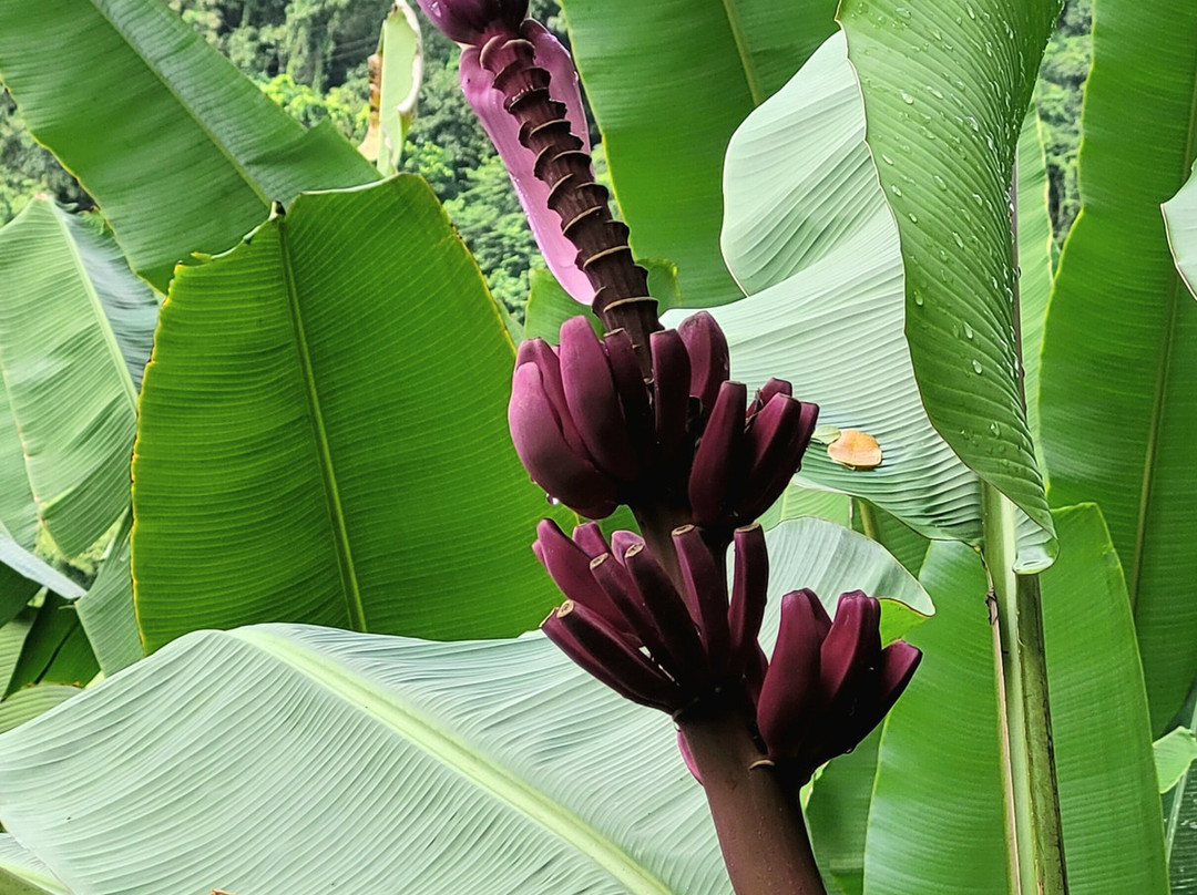 Banana Museum (Le Musee de la Banane)-马提尼克必去景点