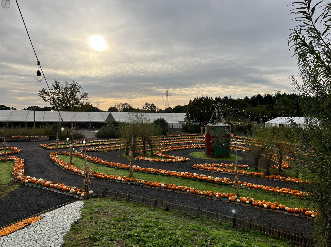 Pumpkin Time @ Sunnyfields Farm景点图片