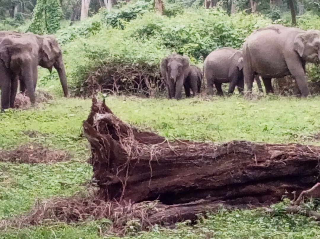 Mudumalai National Park景点图片