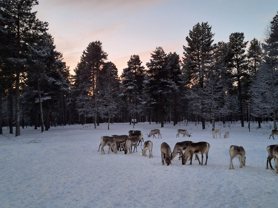 Inari Reindeer Farm-伊纳里必去景点