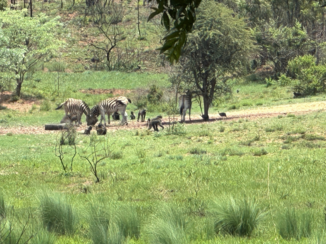 Bambelela Wildlife Care&Vervet Monkey Rehabilitation Farm-贝拉贝拉必去景点