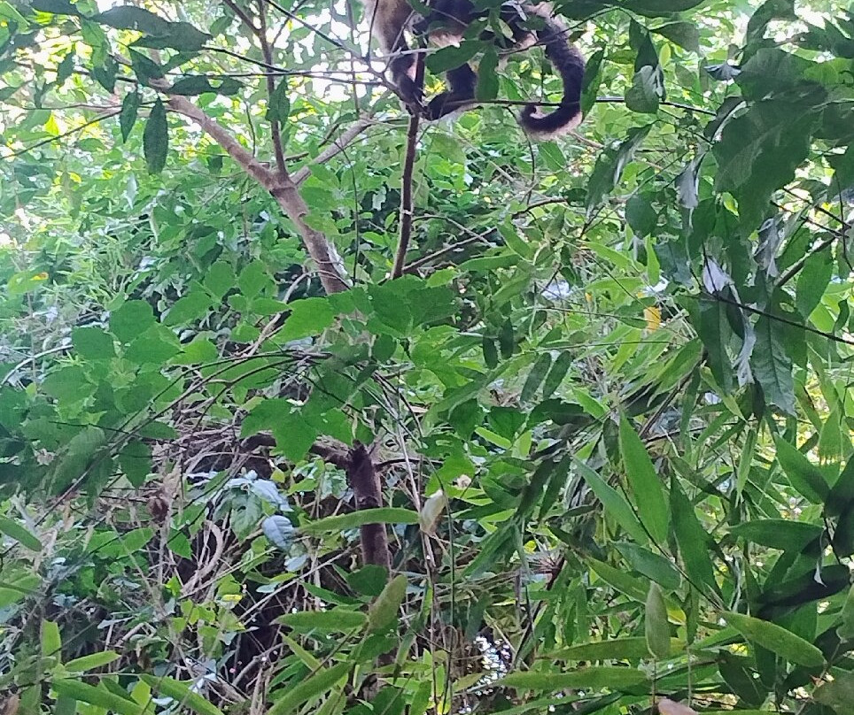 Sendero Macuco-伊瓜苏港必去景点