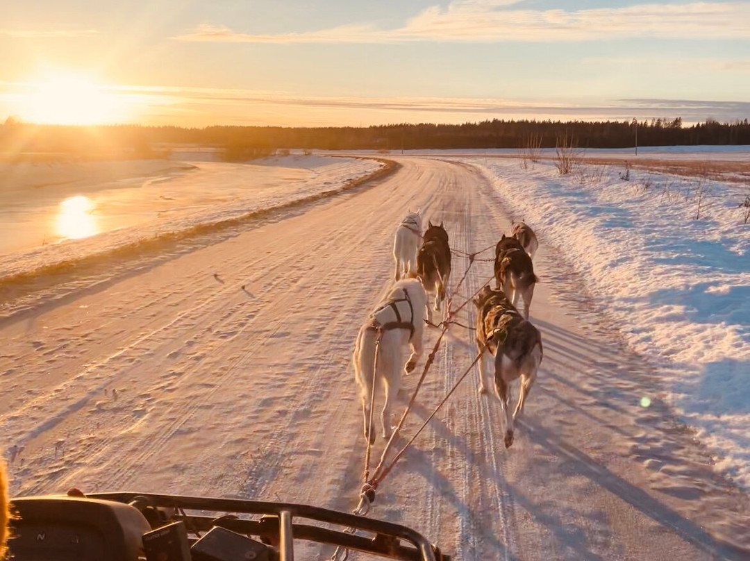 Unique husky sleddog tours near Helsinki-赫尔辛基必去景点