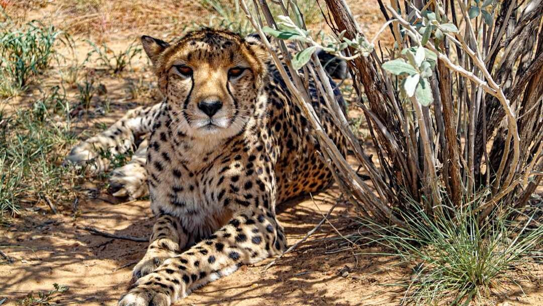 Naankuse Wildlife Sanctuary景点图片