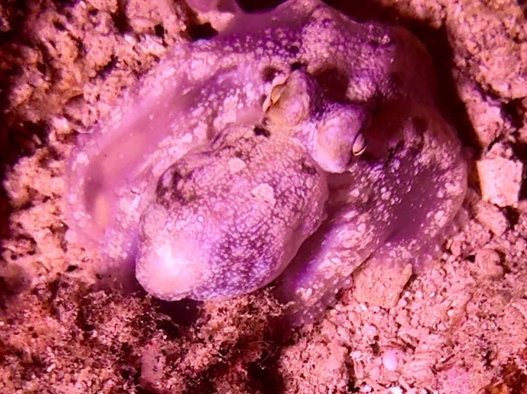 Scuba De Oro景点图片