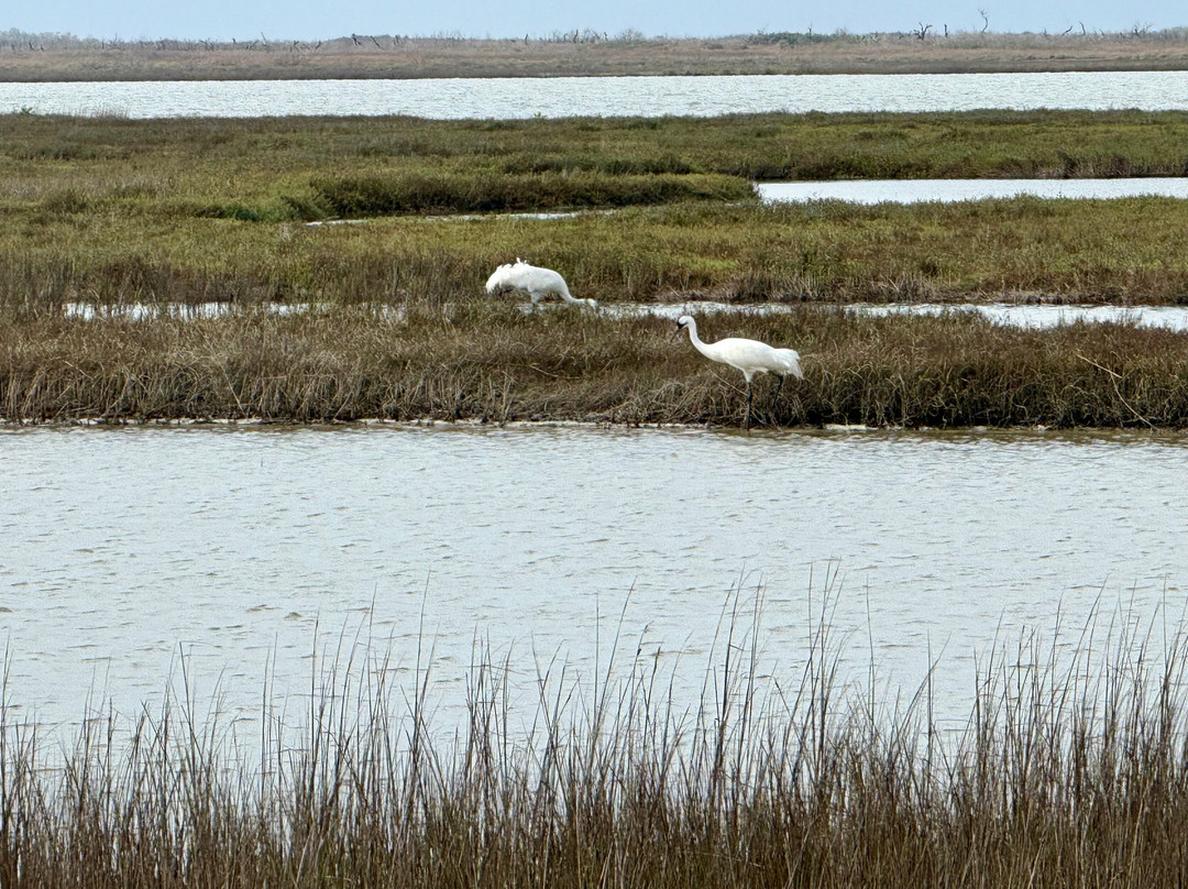 Rockport Birding and Kayak Adventures-罗克波特必去景点