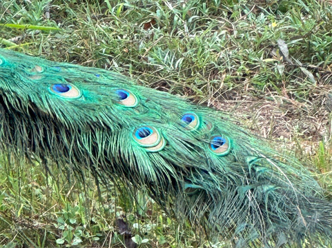 Ravi and Sons Tours-哈普特莱必去景点