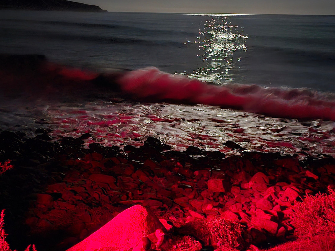 Godfrey’s Beach Penguin Viewing-斯坦利必去景点