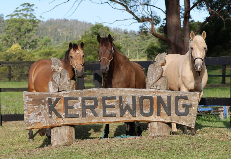 Kerewong Horse Farm Nsw-Lorne必去景点