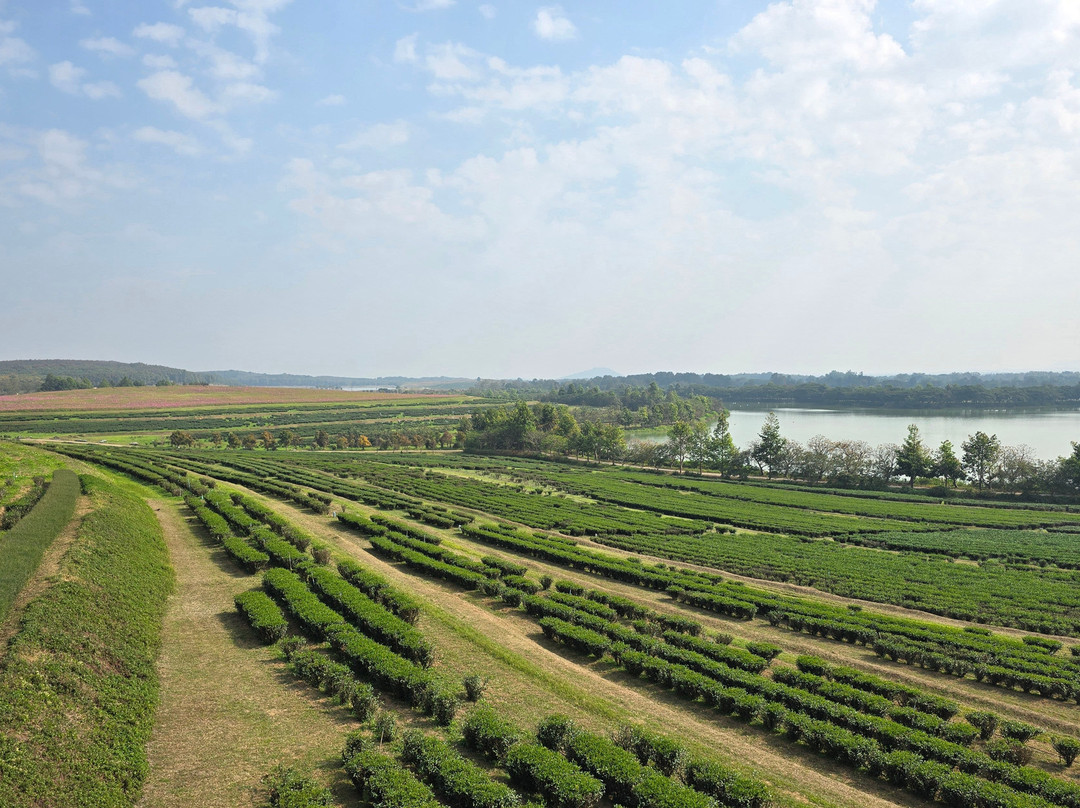 Boon Rawd Farm (Singha Park)-清莱必去景点