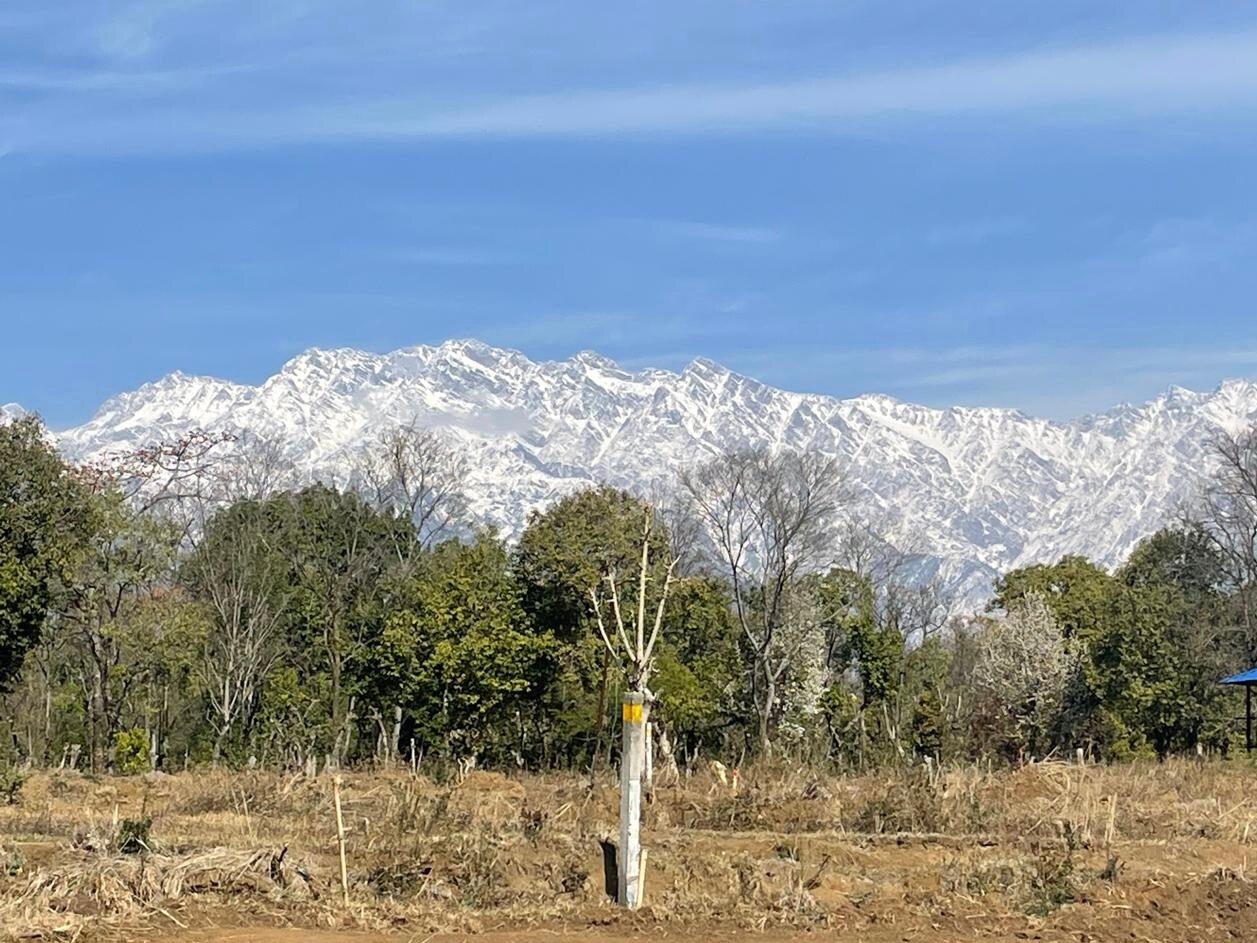 The Lodge at Wah, Palampur-酒店景观