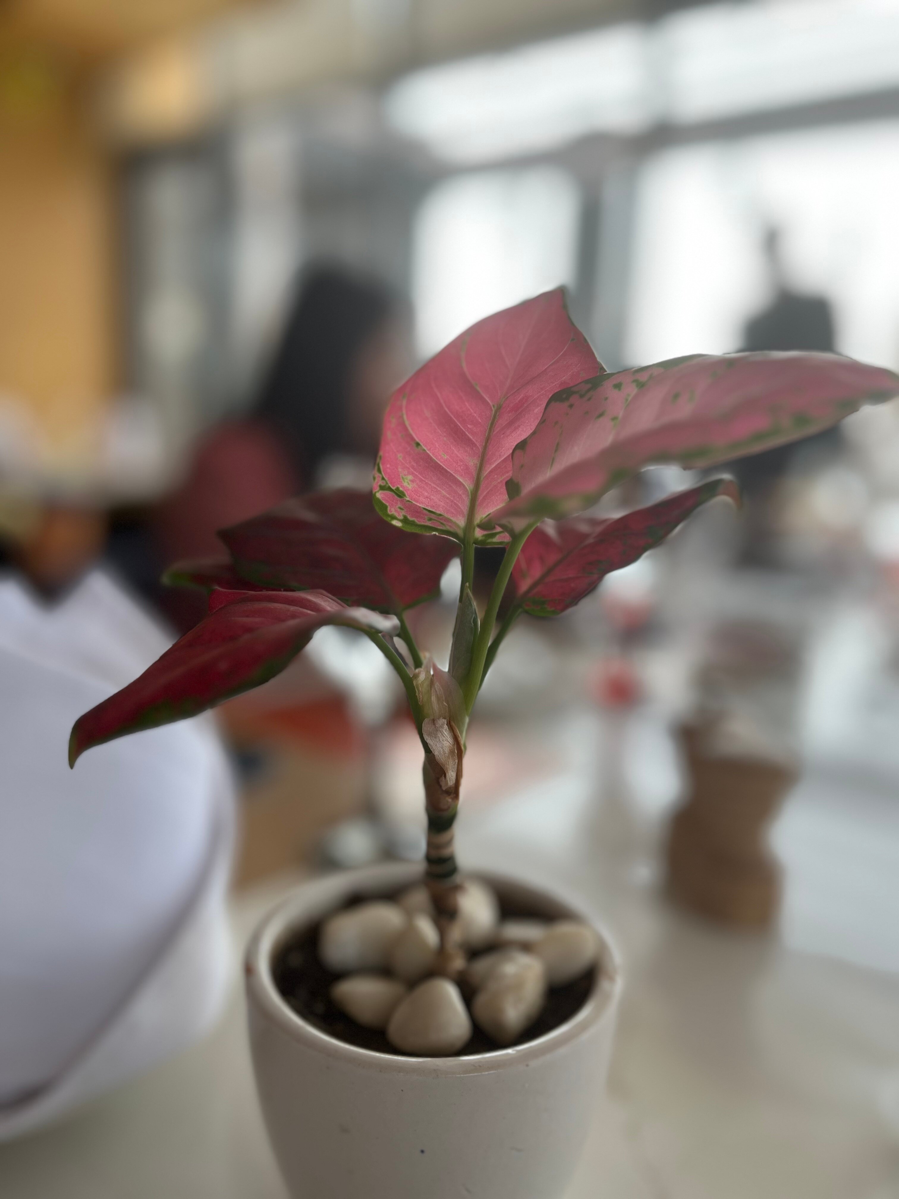 Fortune Walkway Mall Haldwani-官方