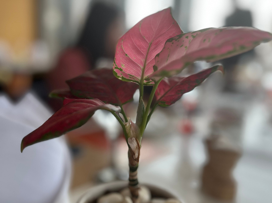 Fortune Walkway Mall Haldwani主图