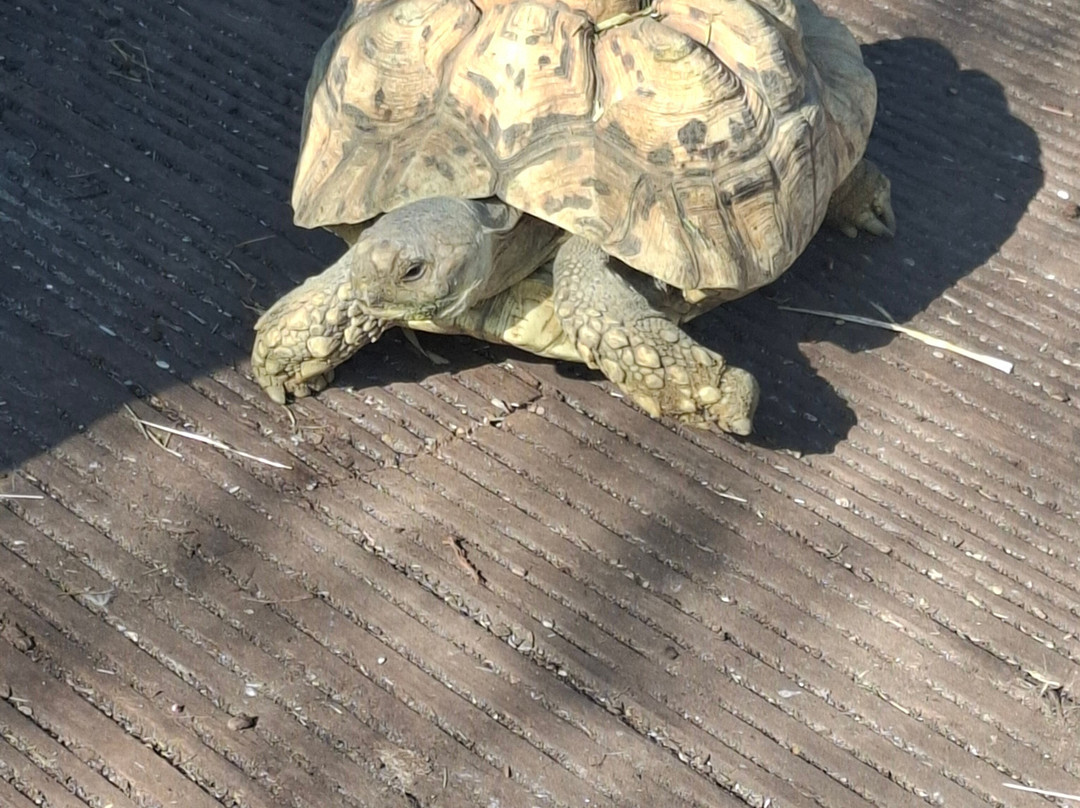 Promenade Park Petting Zoo景点图片