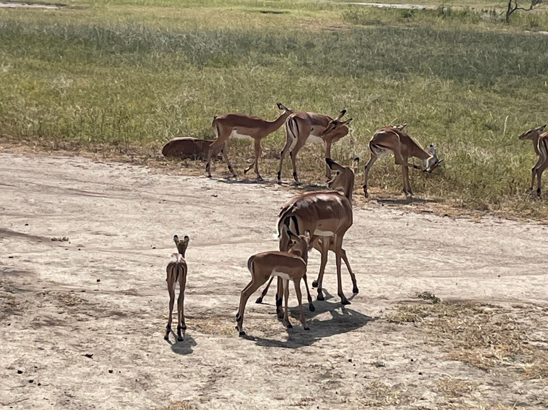 2-Days Akagera Wilderness Experience: Big 5 & Highest peak Camping-Kayonza必去景点