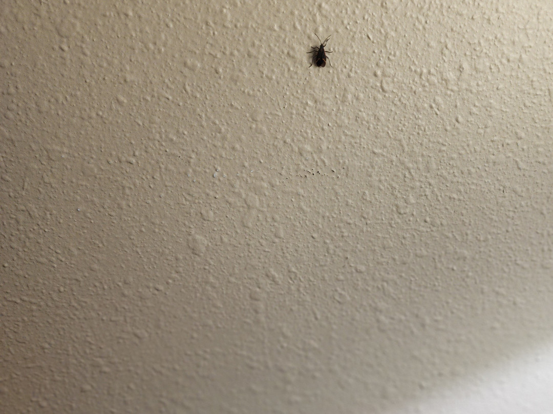 Super 8 by Wyndham Adrian主图