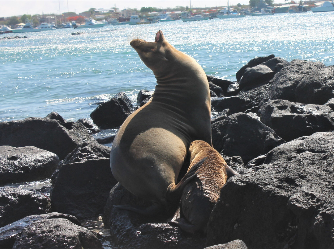 Latina Real Tours Ecuador Cia. Ltda. (Galapagos Islands)
