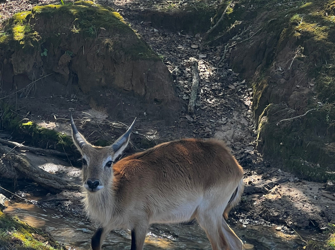 Badoca Safari Park景点图片
