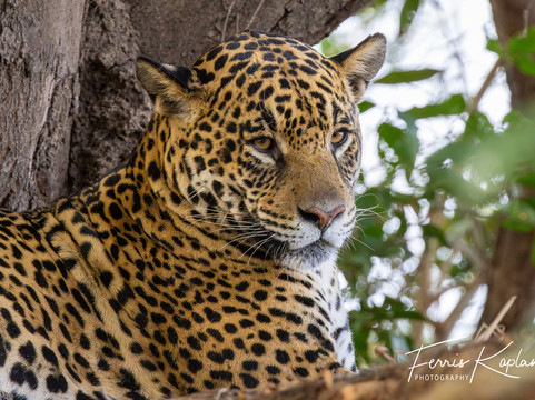 Wildlife Expeditions Of Brazil-Chapada dos Guimaraes必去景点