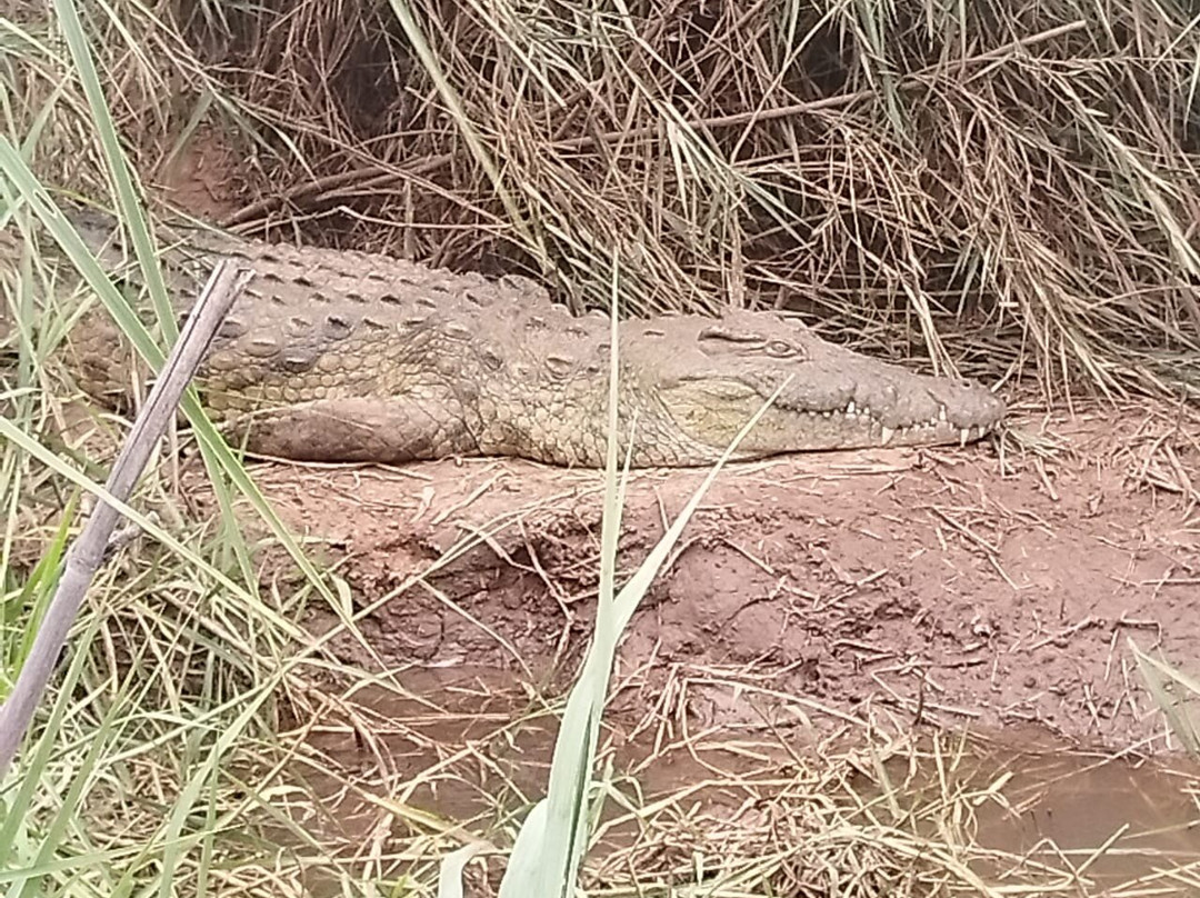 Lulu Safari's-伐拉博瓦必去景点