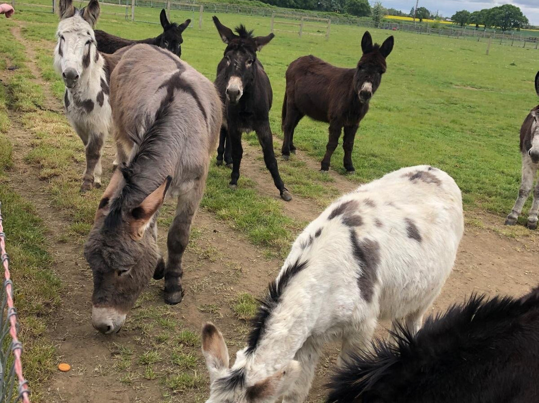 The Wonkey Donkey Visitors Centre景点图片