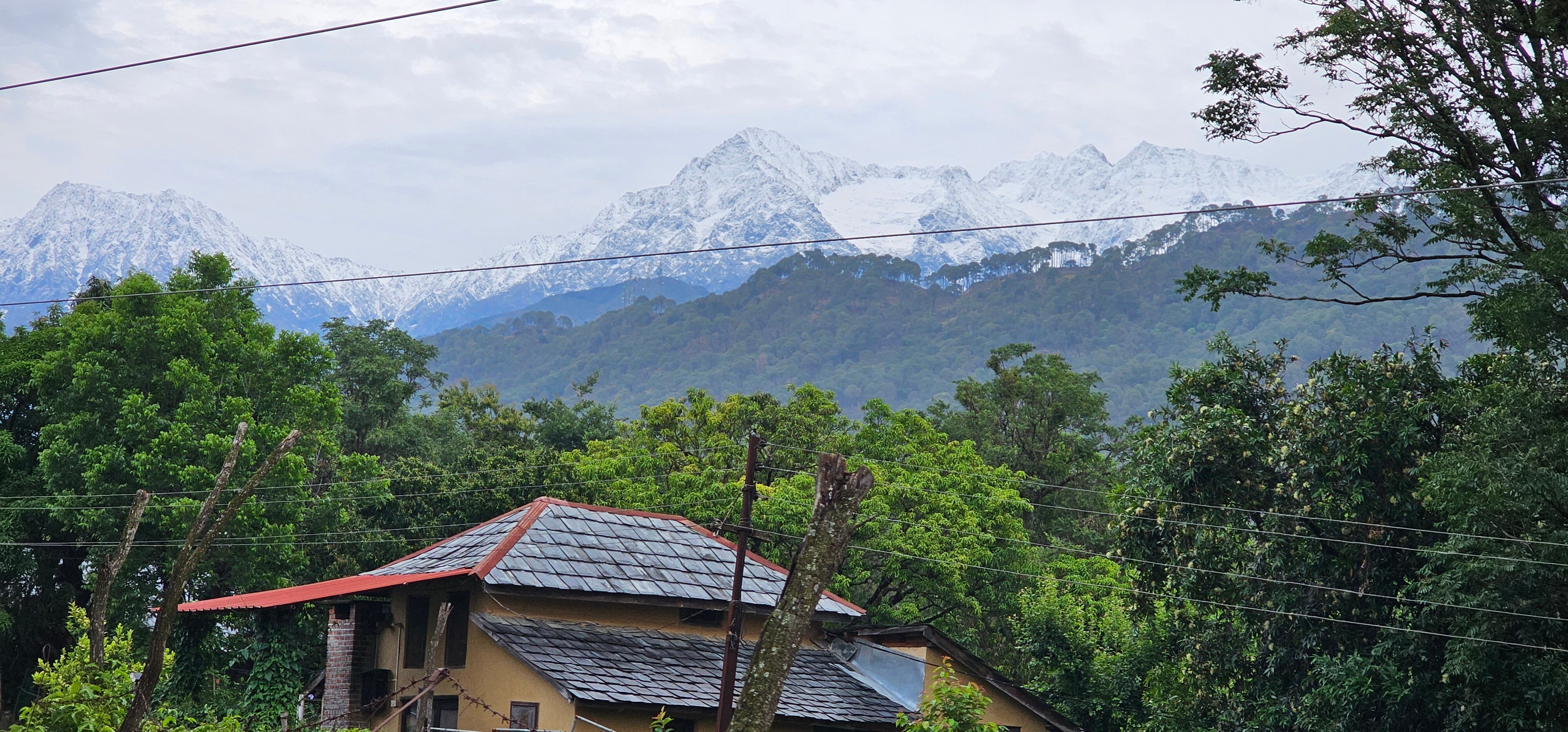 Darang Tea Estate-官方